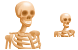 Human skeleton