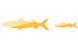 Barracuda icons