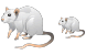 Rat icons