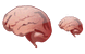 Brain icons