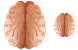 Brain icon